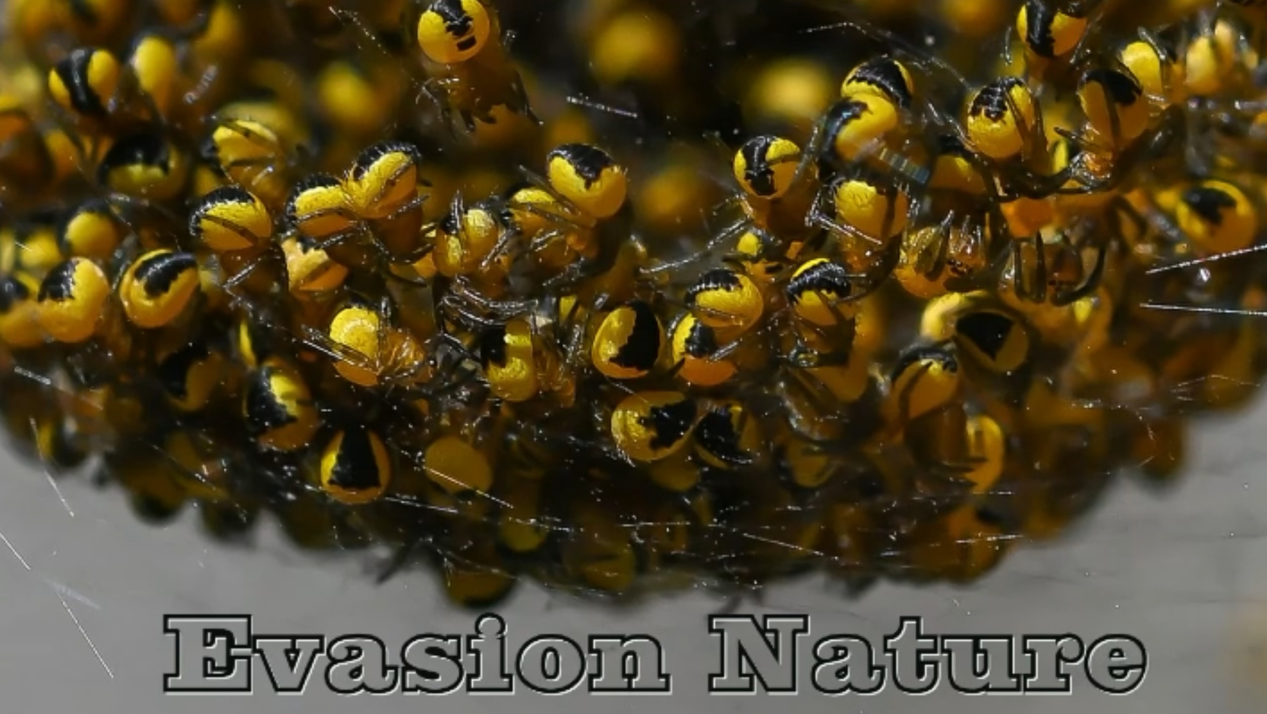 Compil Evasion Nature ( 5 min 10 )
