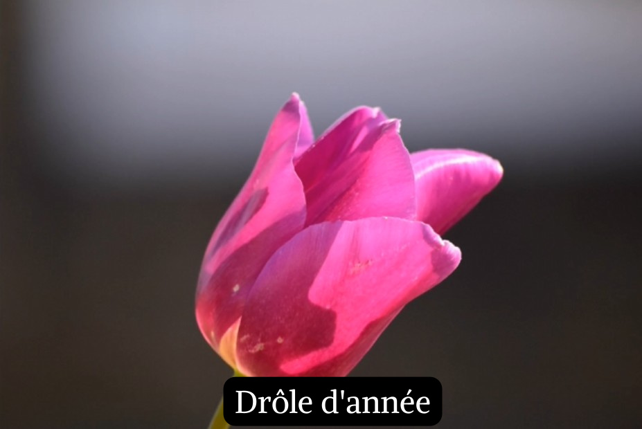 Dr&ocirc;le d'ann&eacute;e
