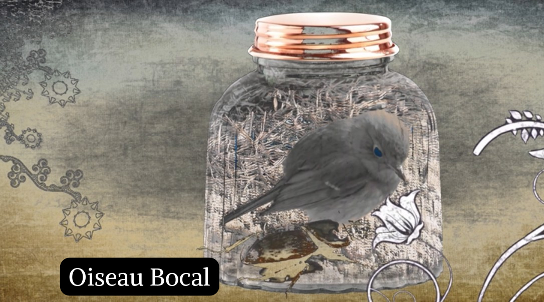 Oiseau Bocal