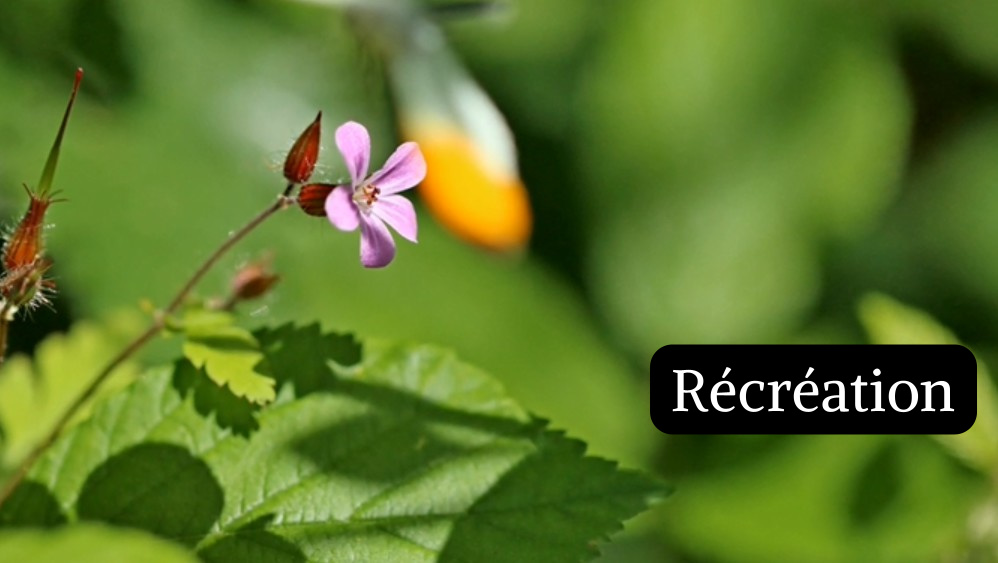 R&eacute;cr&eacute;ation