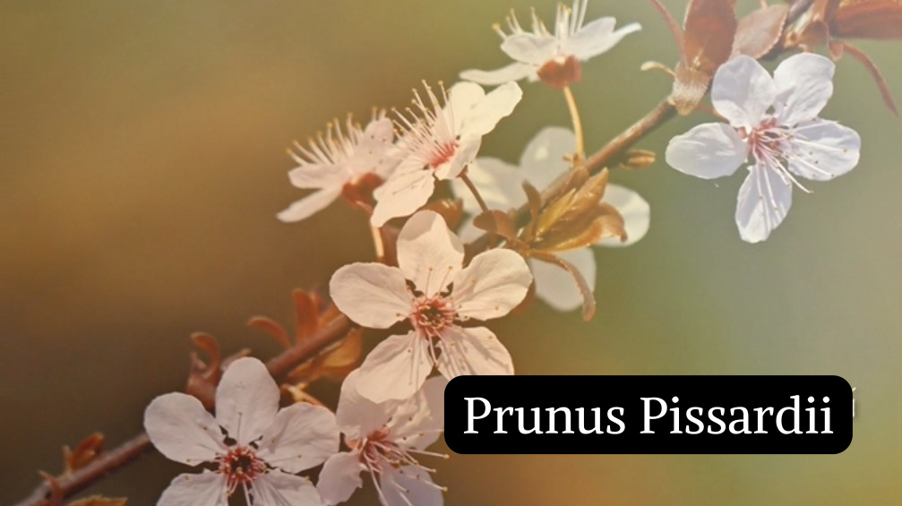 Prunus Pissardii