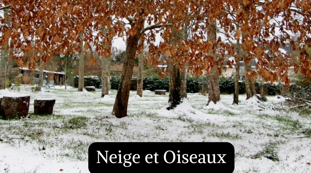 Neige & Oiseaux