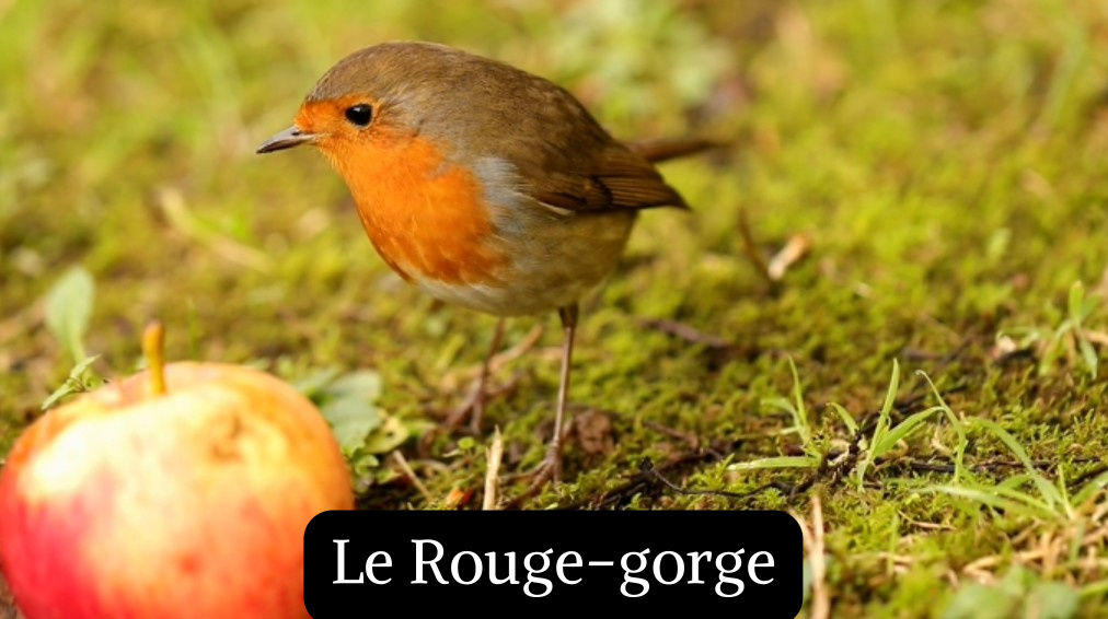 &nbsp;Le Rouge-gorge
