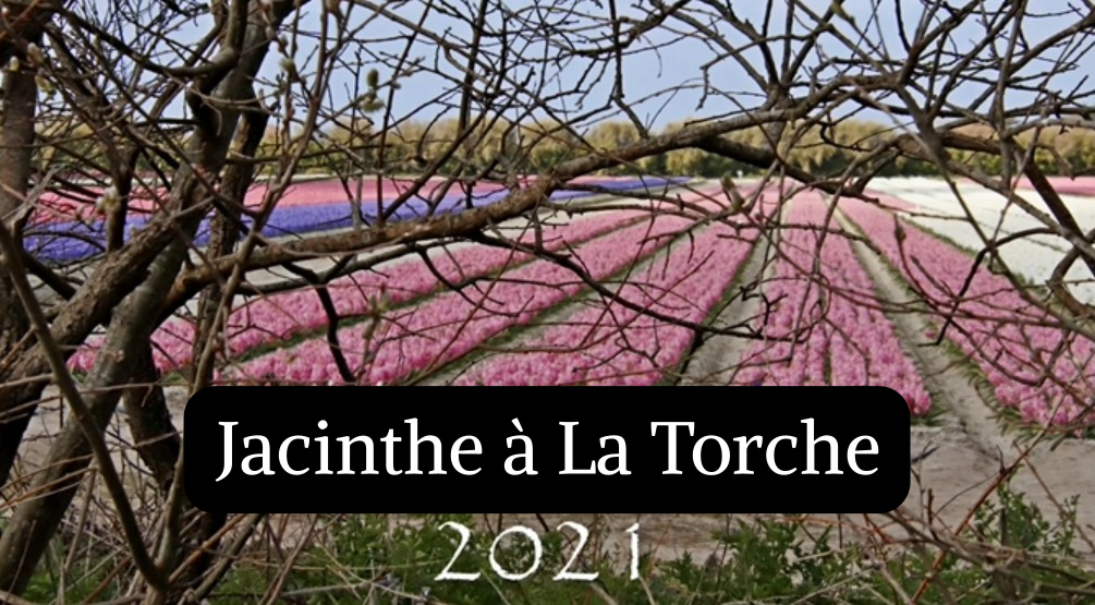 Jacinthe &agrave; La Torche