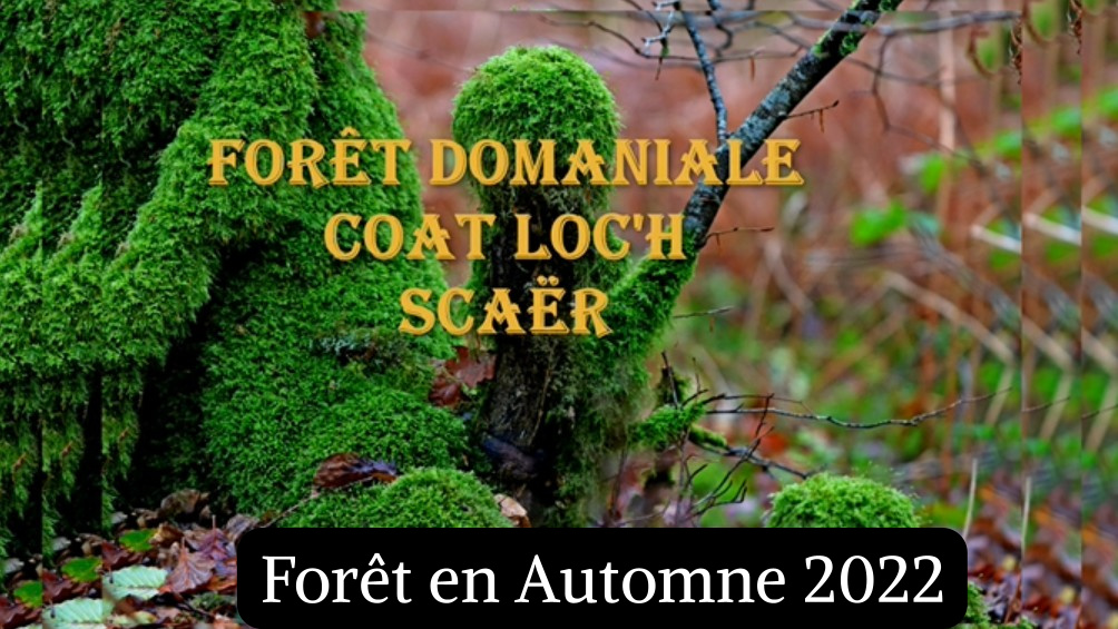 For&ecirc;t en Automne 2022