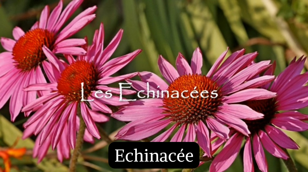 Echinac&eacute;e
