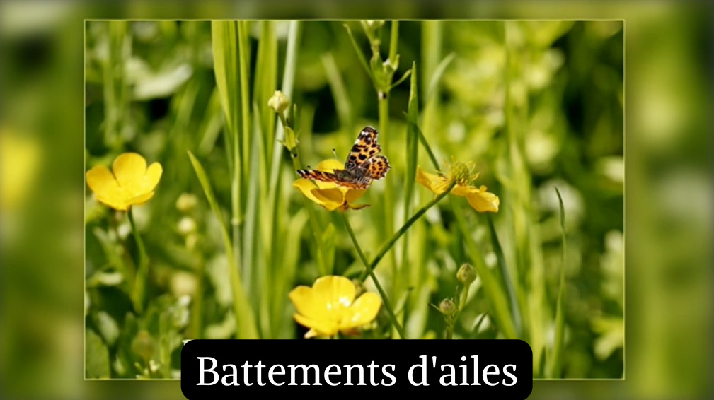 Battements d'Ailes&nbsp;