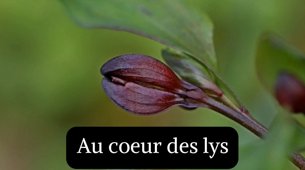 Au coeur des lys