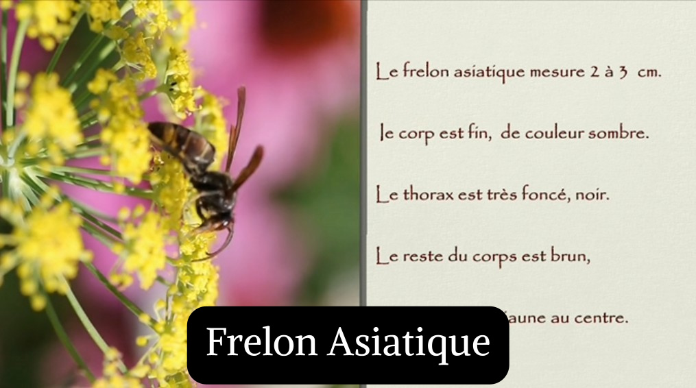 Frelon Asiatique