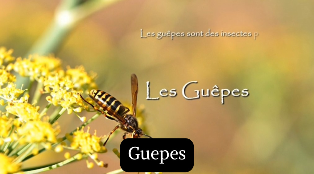 Guepes