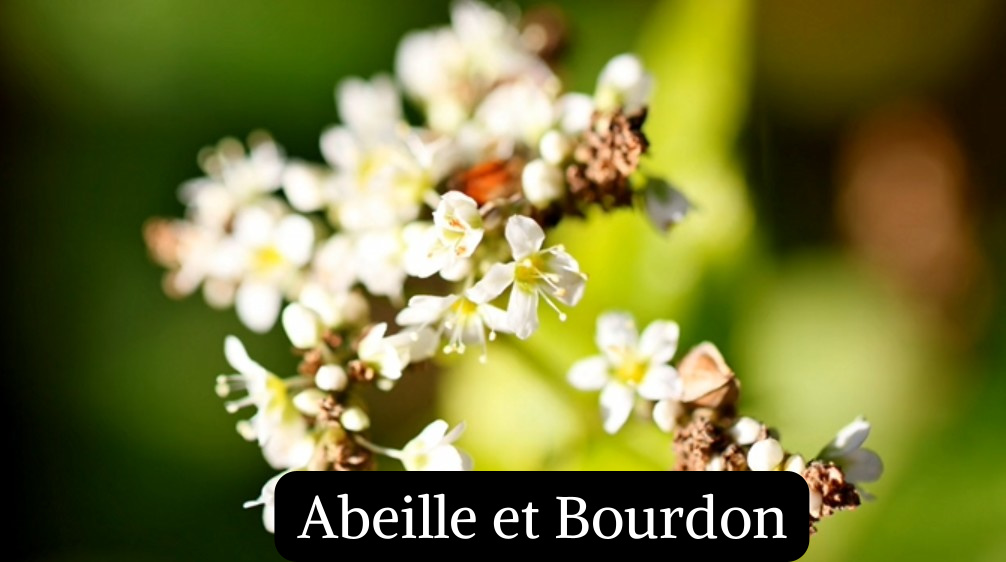 Fleurs d'Abeilles&nbsp;&nbsp;