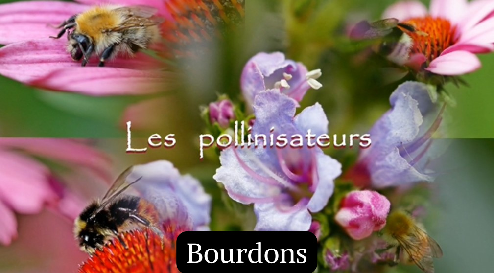 Bourdons