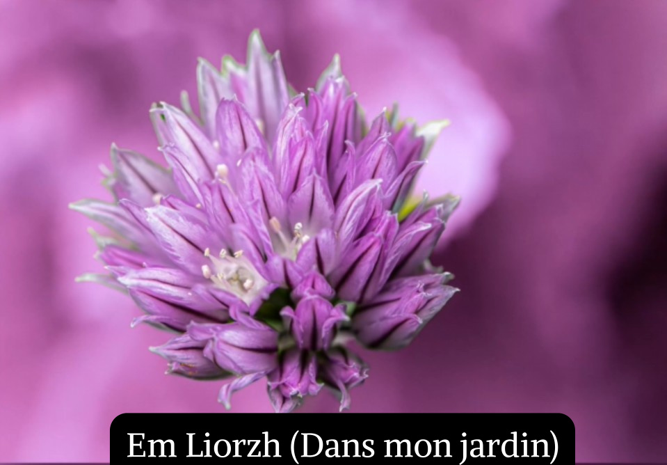 Em Liorzh (Dans mon jardin)