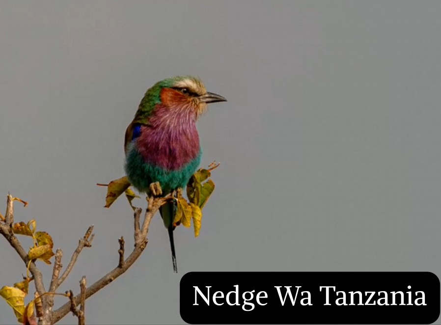 Nedge Wa Tanzania