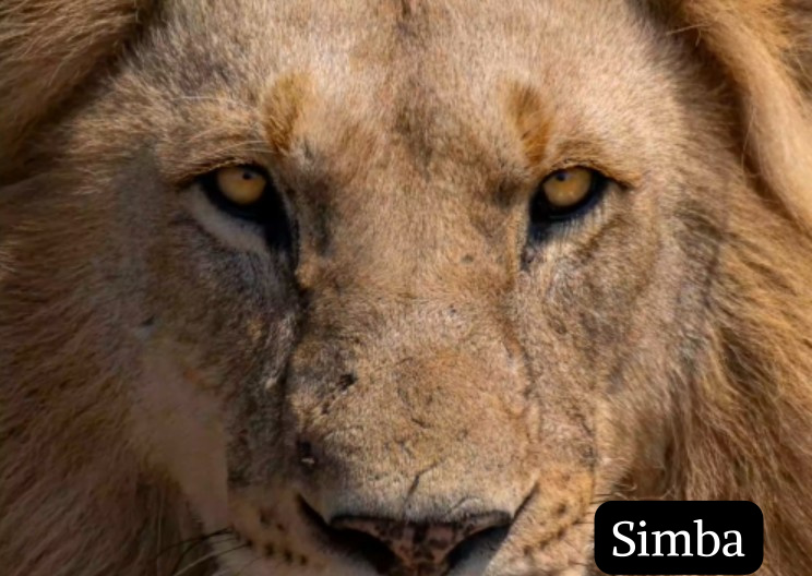 Simba