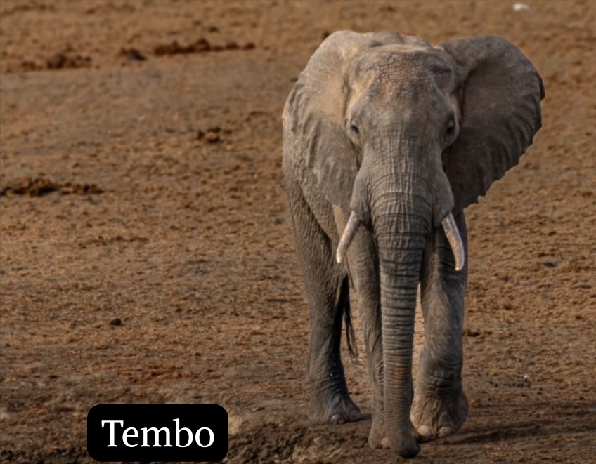 Tembo