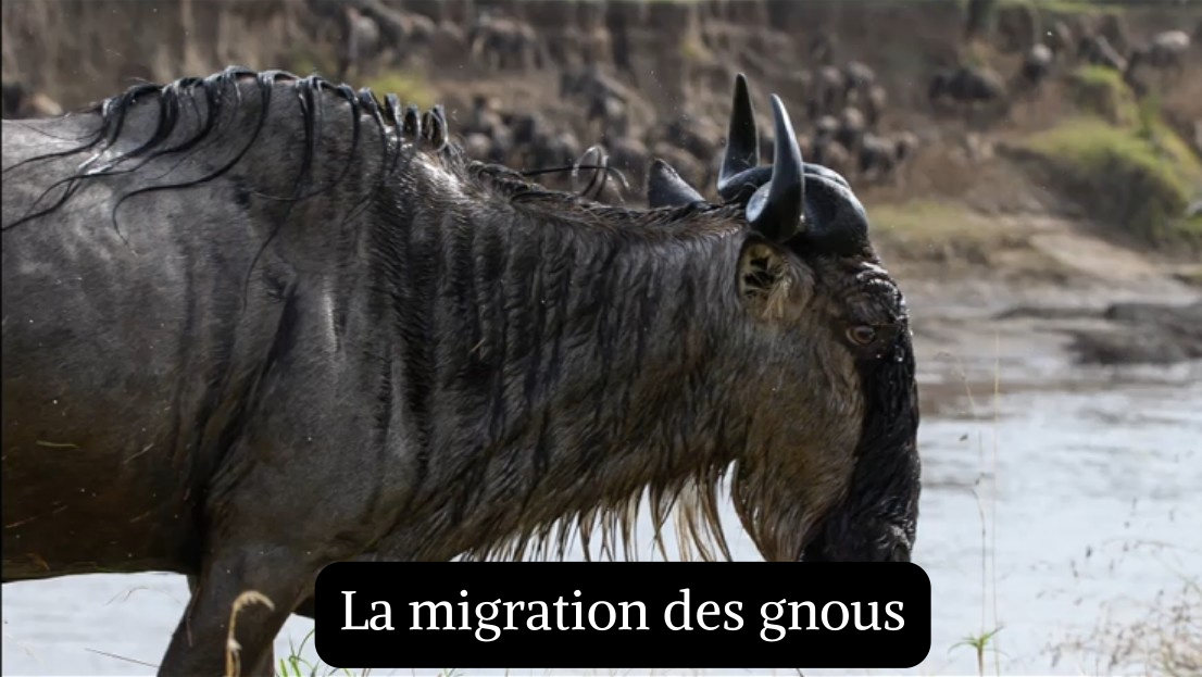 La migration des gnous